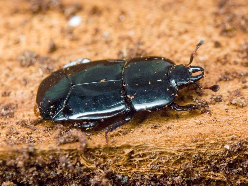 Hololepta plana (Sulzer, 1776)